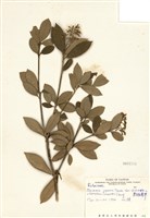 藏品(顯脈茵芋)的圖片